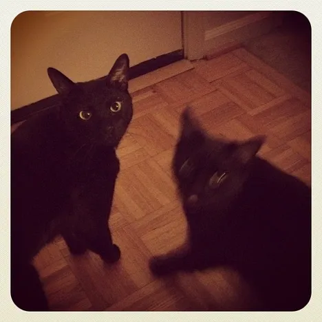Cats in motion! Love the blurry babies tung sticking out.
