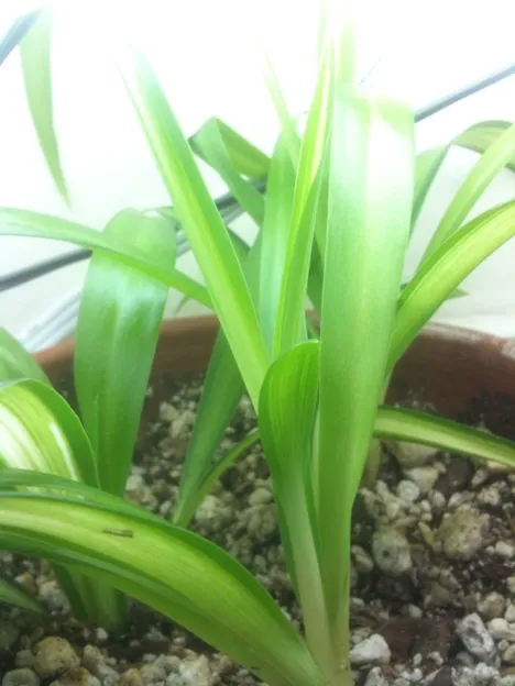 Spider plants